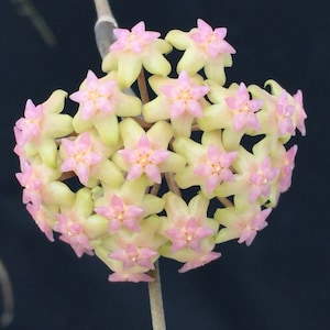 Hoya Noelle,  Hoya Hybrid,  Rooted Plant Growing and Shipped in 3" Pot.