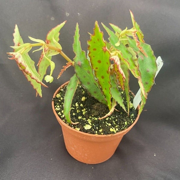 Begonia amphioxus,  Rare Begonia,  Rooted Plant Shipped in 3" Pot
