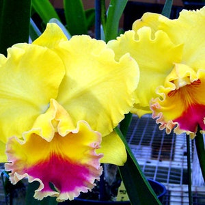 Rlc. Goldenzelle 'Lemon Chiffon' Cattleya Type Orchid Plant Shipped in 2.5 Pot image 1