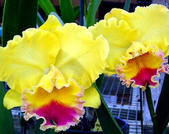 Rlc. Goldenzelle 'Lemon Chiffon'    Cattleya Type Orchid Plant Shipped in 2.5" Pot