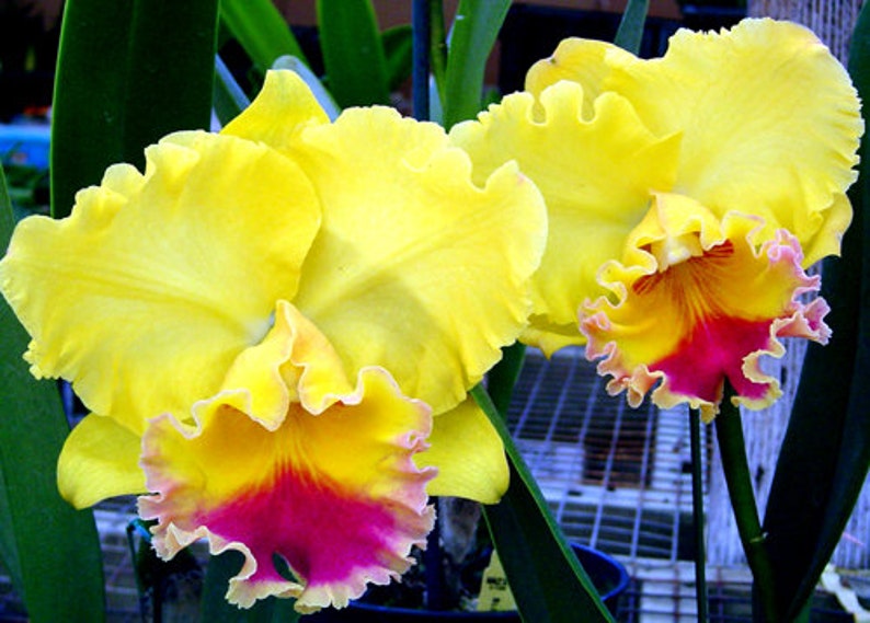 Rlc. Goldenzelle 'Lemon Chiffon' Cattleya Type Orchid Plant Shipped in 2.5 Pot image 1