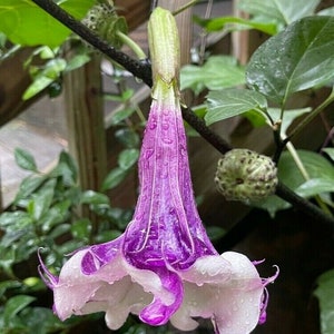 May include: A close-up of a purple and white flower, with a trumpet-like shape, hanging from a dark branch. The flower has a white edge and is covered in water droplets. Green leaves and a seed pod are in the background.