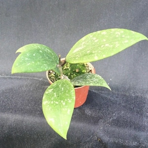Hoya wibergiae,  Rare Silver Spotted Hoya,  Rooted Plant Shipped in 2.5&quot; Pot