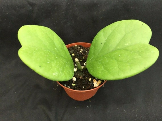 Hoya Kerrii Quilt Leaf Rare Hoya Rooted Plant Etsy
