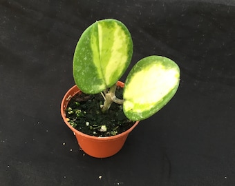 Hoya obovata 'Picta'  Easy Variegated Hoya Plant