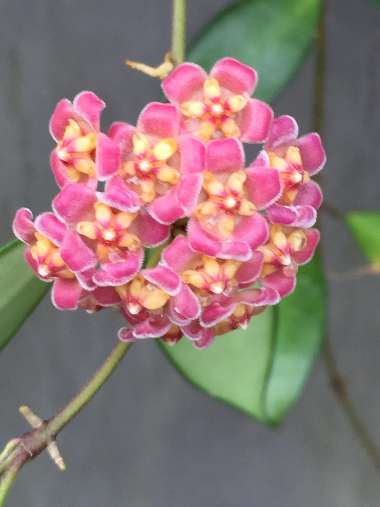 Hoya Davidcummingii Rare Hoya Plant Rooted Plants Shipped in Etsy