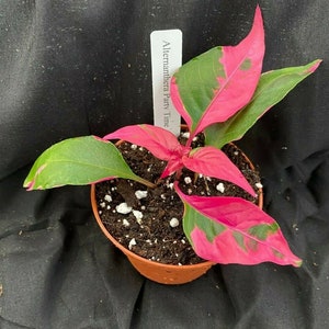 May include: A potted Alternanthera Party Time plant with vibrant pink and green leaves. The plant is in a small brown pot filled with soil and white pebbles. A white label with the plant's name is visible.
