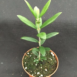 Arbequina Olive Tree,  Rooted Plant Shipped in 3" Pot