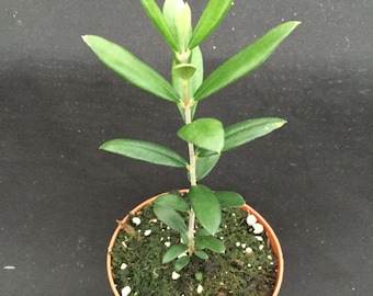 Arbequina Olive Tree,  Rooted Plant Shipped in 3" Pot