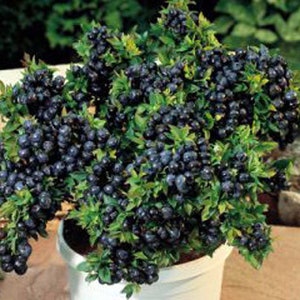 May include: A potted blueberry bush with ripe, dark blue berries growing on its branches. The plant is in a white pot and is surrounded by green foliage.