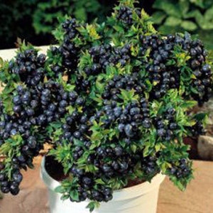 Top Hat Dwarf Blueberry,  Will produce lots of sweet fruit in a small space.  Rooted Plant Shipped in 3" Pot