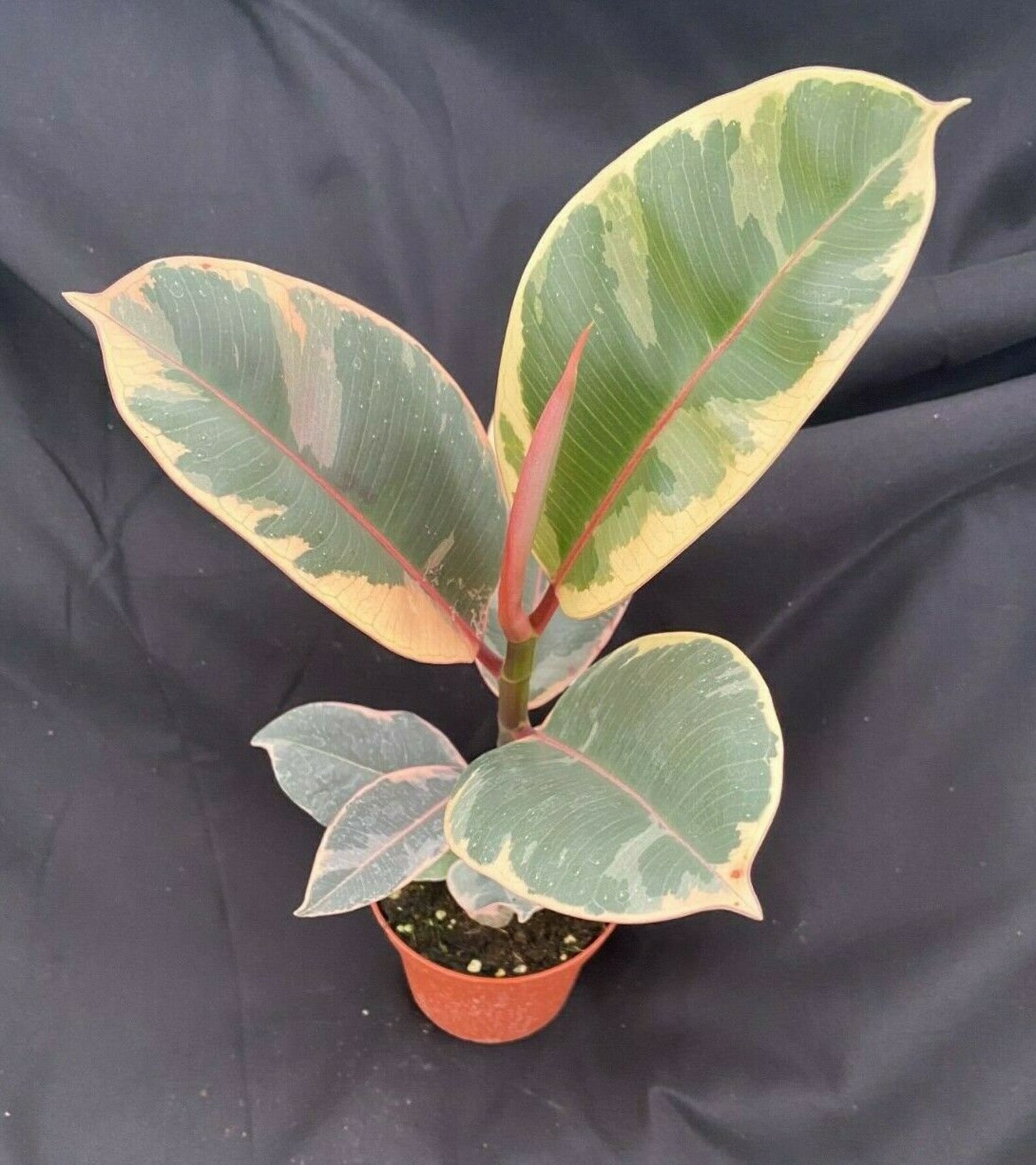 Rubber Tree Variegated. Ficus elastica 'Tineke' Etsy