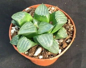 Haworthia bayeri 'Moon Shadow'   Succulent Plant Shipped in 3" Pot