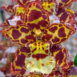 May include: Close-up of a vibrant orchid flower with a unique spotted pattern. The petals display a striking combination of yellow and deep burgundy, creating a visually appealing contrast. The flower's intricate details and colors are highlighted in this floral image.