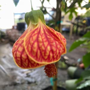 May include: A close-up of a red and orange flower with a bell-shaped bloom. The flower is hanging from a stem and has a textured surface.
