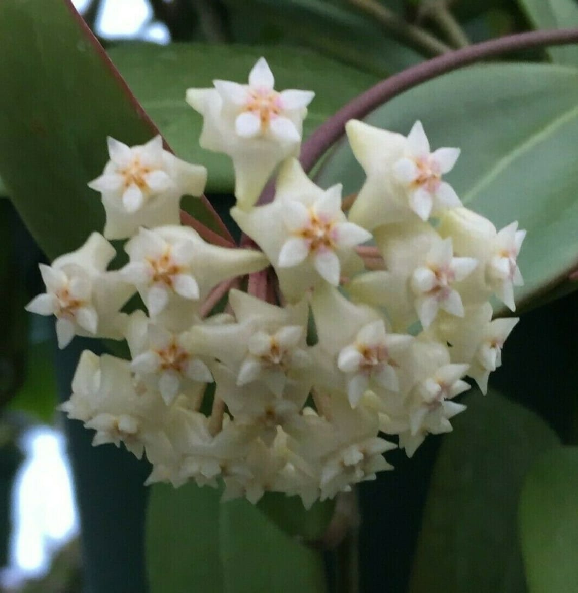 Hoya Sp. Laos Rare Hoya Species Rooted Plant Shipped in Etsy