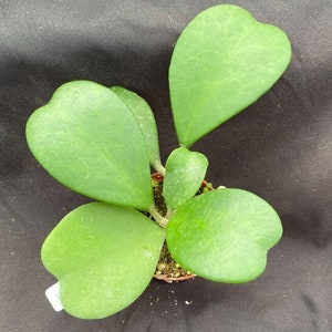 Hoya kerrii,  The Sweetheart Hoya, Rooted Plant Shipped in 3" Pot