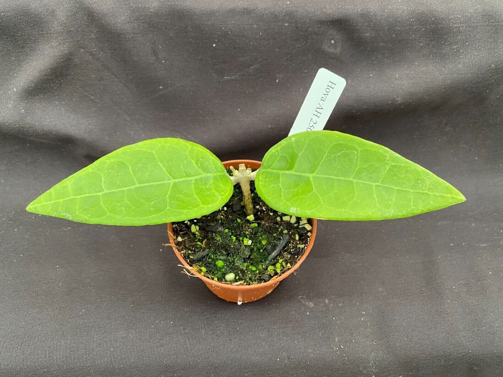 Hoya AH 250, Rare Hoya, Rooted Plant Shipped in 3