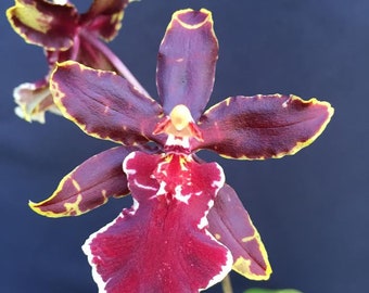 Oncostele Wildcat 'Bobcat'  Oncidium Type Orchid Plant, Shipped in 2.5" Pot.