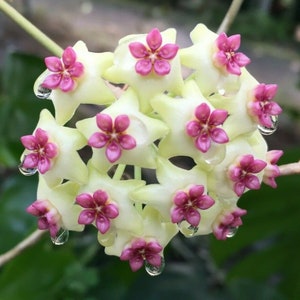 Hoya Ghost Fairy MB 1034-505,  Rare Hoya,  Rooted Plant Shipped in 3" Pot,  Free Shipping by Priority Mail