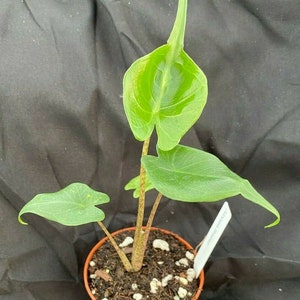 Alocasia Stingray,  Cool and Unusual House Plant,  Rooted Plant Shipped in 3" Pot