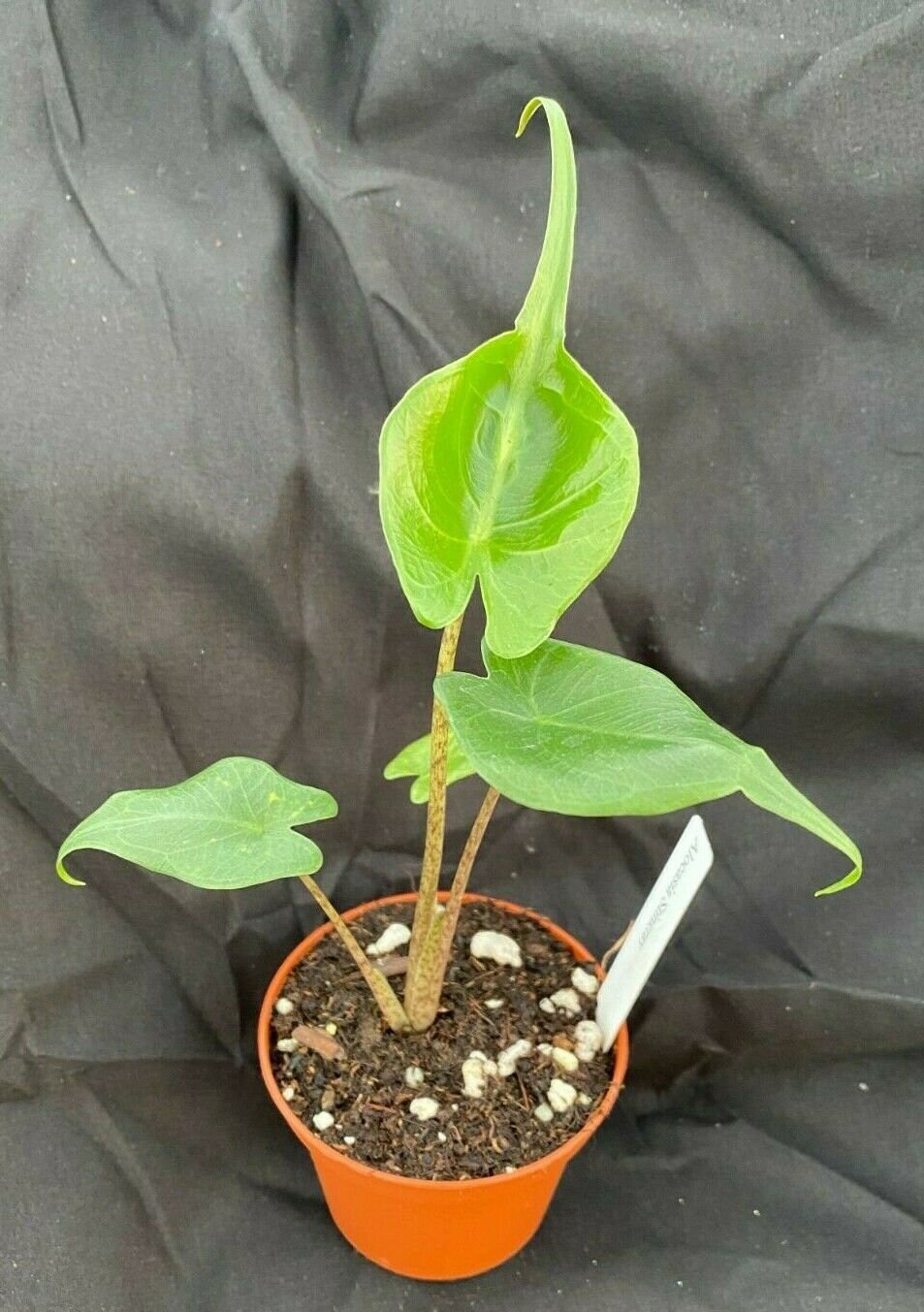 Alocasia Stingray, Cool and Unusual House Plant, Rooted Plant Shipped in 3"  Pot - Etsy