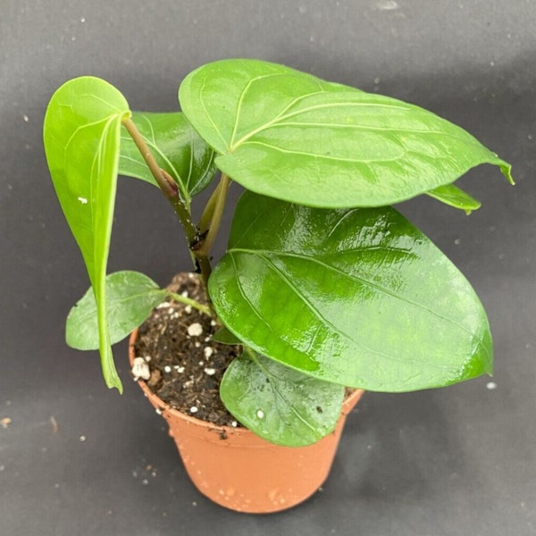 Piper nigrum, planta de pimienta negra. Cultiva la tuya. Planta enraizada. Se envía en maceta de 7,6 cm.