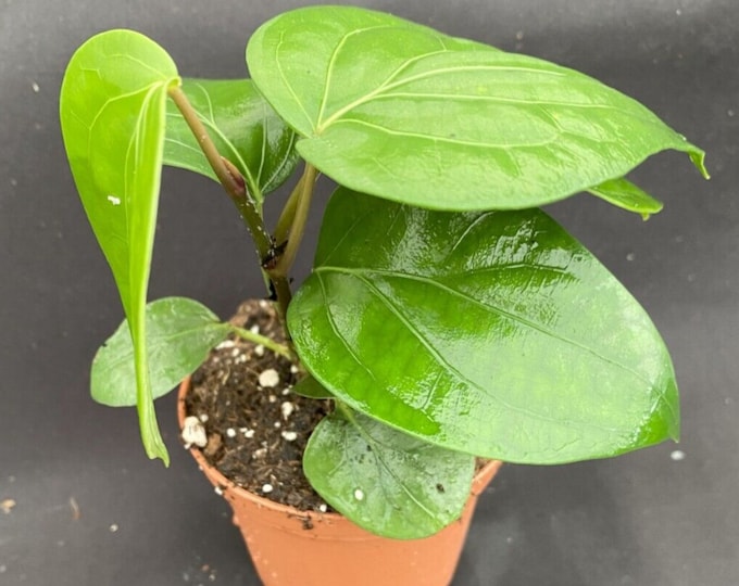 Piper Nigrum, Black Peppercorn Plant. Grow Your Own. Rooted Plant