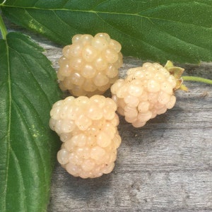 May include: Three ivory-colored berries with a clustered structure, resembling raspberries, are displayed on a weathered wooden surface. Large green leaves provide a contrasting backdrop. The berries have a slightly translucent appearance.