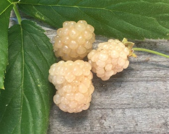 Snowbank White Blackberry,  Rooted Plant Shipped in 3" Pot