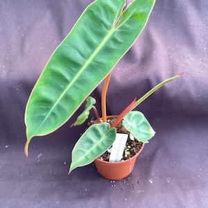 May include: A potted plant with large, green leaves edged in red. The plant has several smaller leaves and stems, and is in a small, brown plastic pot. A white label is attached to the pot.