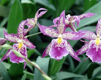 Aliceara Patricia McCully 'Pacific Matriarch'  Oncidium Type Orchid Plant Shipped in 2.5" Pot