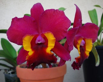 Rlc. Immaculate Heart 'Hilo Red',  Cattleya Type Orchid Plant Shipped in 2.5" Pot.