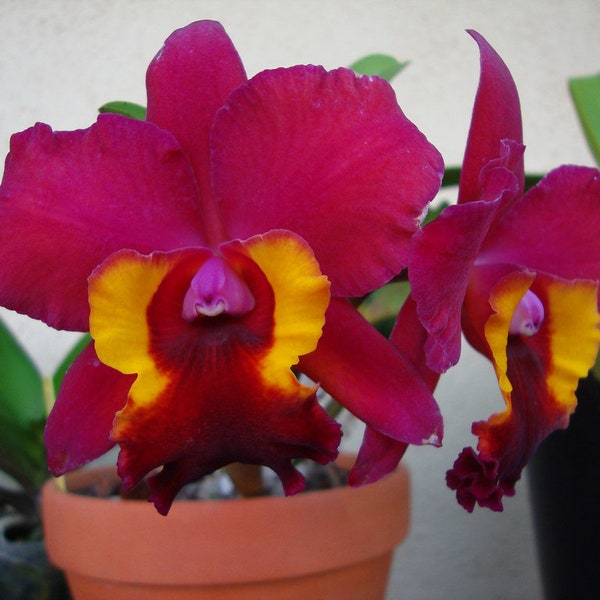 Rlc. Immaculate Heart 'Hilo Red',  Cattleya Type Orchid Plant Shipped in 2.5" Pot.