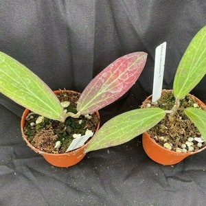 Hoya Samoensis X, Hoya Hybrid, Rooted Plants Shipped in 2.5