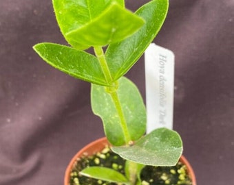 Hoya densifolia 'Dark'  Rare Hoya, Rooted Plant Shipped in 2" Pot, Ships Free by Priority Mail