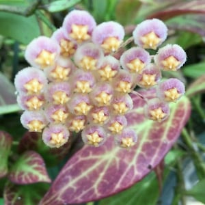 Hoya obscura &#39;Major&#39;   Rooted Plant Shipped in 2.5&quot; Pot