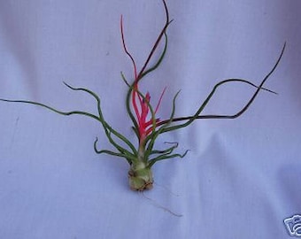 miniature air plants Tillandsia Tenuifolia Air Plants  Seedville USA