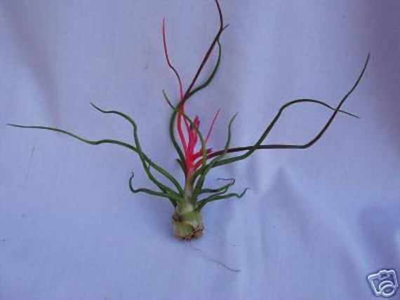 Tillandsia Bulbosa, Unusual Air Plant - Etsy