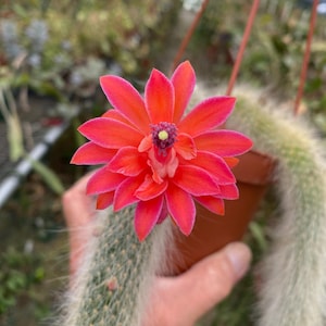 May include: Close-up of a vibrant red cactus flower with multiple petals, showcasing a yellow center. The flower blooms atop a green cactus with white, fuzzy spines. The cactus is in a small brown pot, suspended by a brown string.