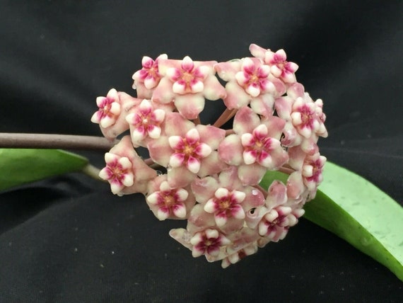Hoya Silver Dollar MB 1405-AG, Hoya Hybrid with Silver Leaves, Rooted Plant Shipped in 2.5