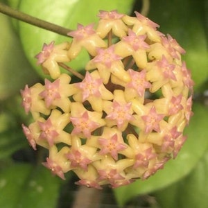 Hoya Joy,  Hoya Hybrid,  Rooted Plant Shipped in 3" Pot, Ships Free by Priority Mail