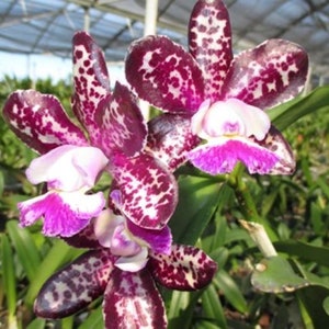 Cattleya Motte Spot 'Paradise'  Orchid Plant Shipped in 2.5" pot.