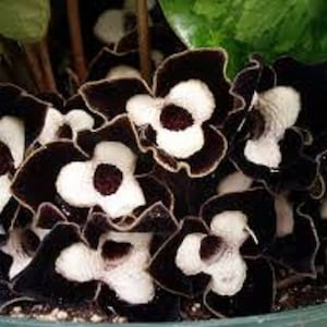 May include: Close-up of a cluster of black and white flowers. Each flower has a dark, velvety petal edge surrounding a white center with a dark maroon spot. The flowers are in a green pot.