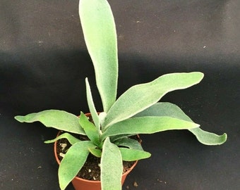 Platycerium veitchii 'Lemoinei',  The French Staghorn Fern.  Rooted Plant Shipped in 3" Pot