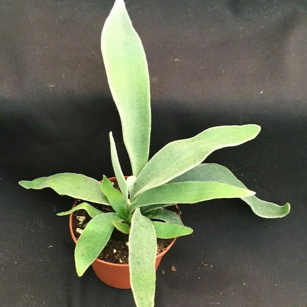 Platycerium veitchii 'Lemoinei',  The French Staghorn Fern.  Rooted Plant Shipped in 3" Pot