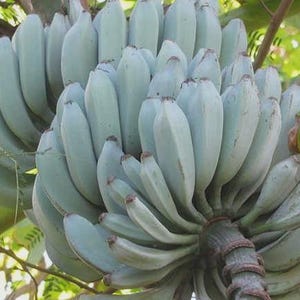 May include: A large, dense cluster of blue-toned bananas hanging from a central stalk. The individual fruits are elongated, slightly curved, and feature a distinct silvery-blue skin color with dark brown tips at the ends of each banana.