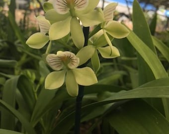 Epidendrum radiatum.  The Rootbeer Orchid,  Rooted Plant Shipped in 2.5" Pot