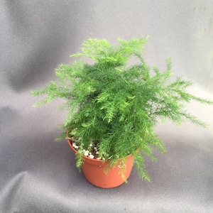 Plumosus Fern,  Easy and useful Asparagus , Rooted Plants Shipped in 3&quot; Pot
