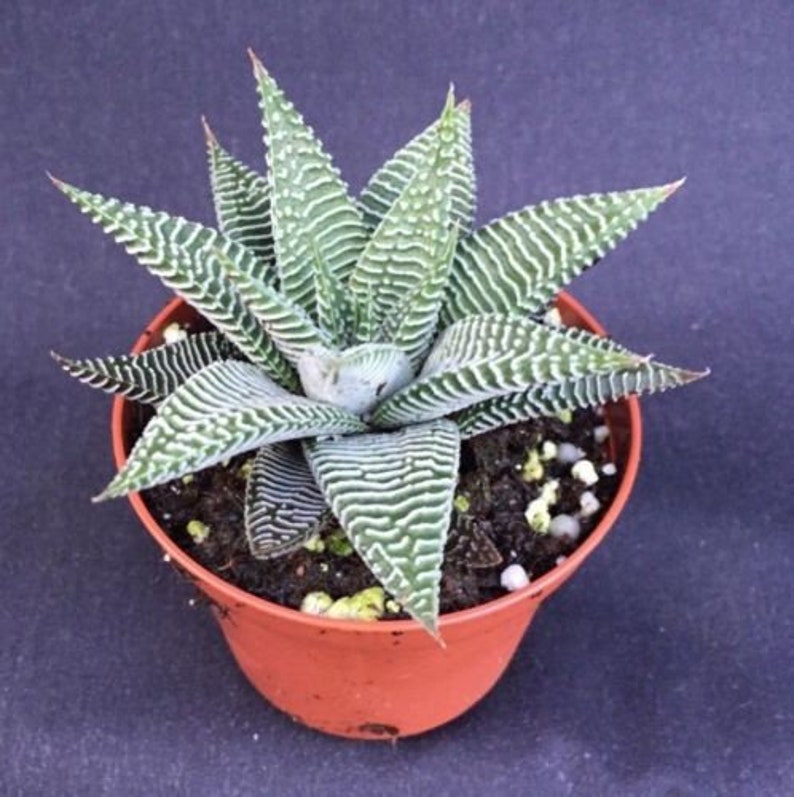 Fairy Washboard Haworthia 'Miami' Cool Succulent Etsy